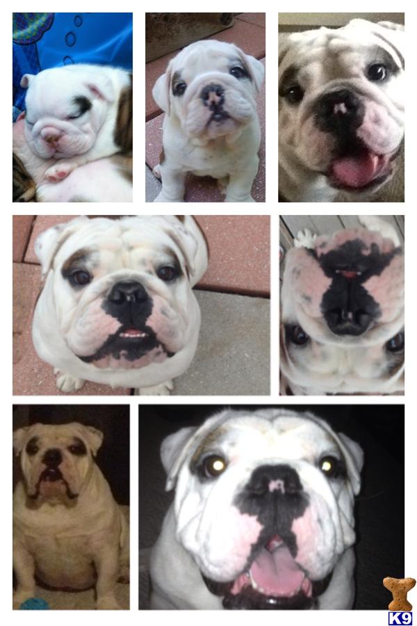 English Bulldog Stud Dog Guapo 9 Years old