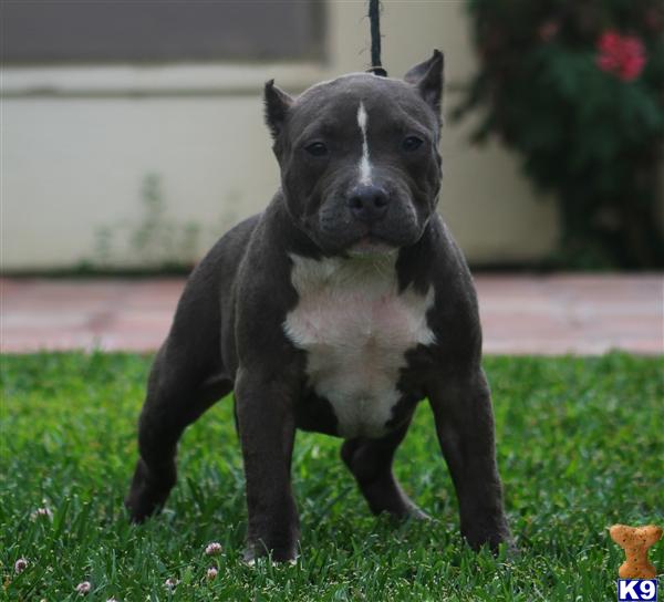 100 razors edge pitbulls for sale