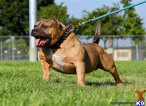 Dog Kennels For Sale In Sacramento Ca Dog Kennels For Sale In Sacramento Ca