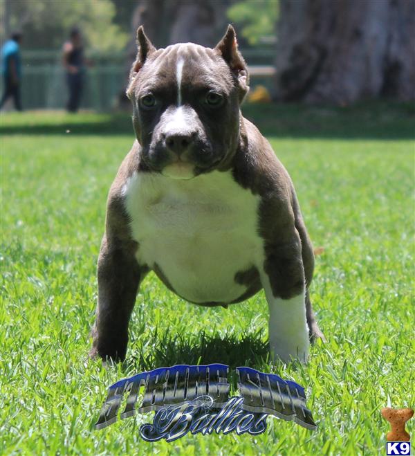 pitbull puppies for sale in fayetteville nc puppy for sale fayetteville carolina breeds picture pitbull puppies for sale in fayetteville nc puppy for sale fayetteville carolina breeds picture