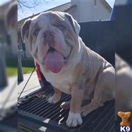 @bullystateofmind  available Old English Bulldog puppy located in MERCED