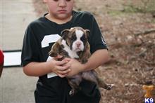 American Bully
