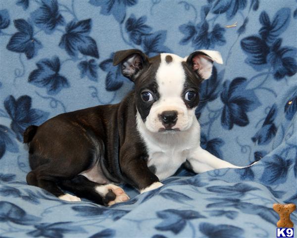 boston terrier puppy posted by CA-puppies