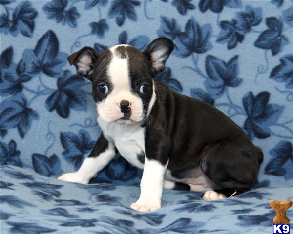 boston terrier puppy posted by CA-puppies