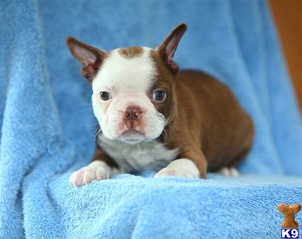 boston terrier puppy posted by CA-puppies