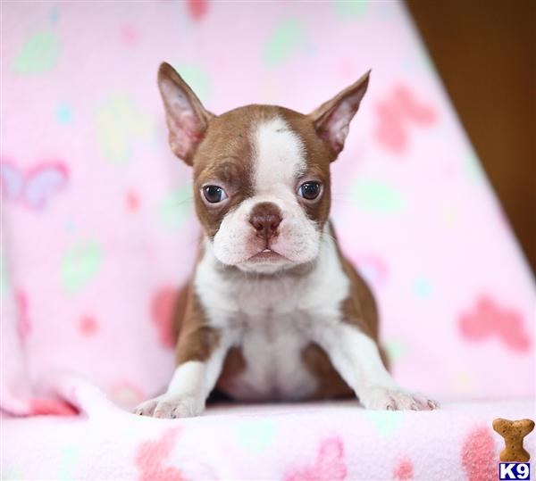 boston terrier puppy posted by CA-puppies