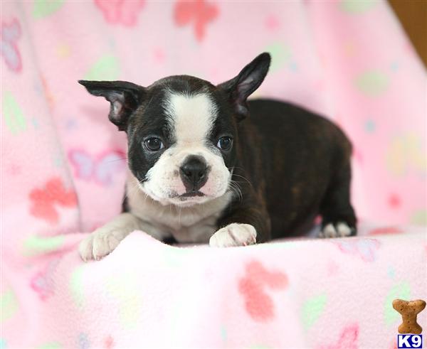 Boston Terrier puppy for sale