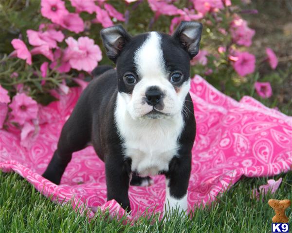 Boston Terrier puppy for sale
