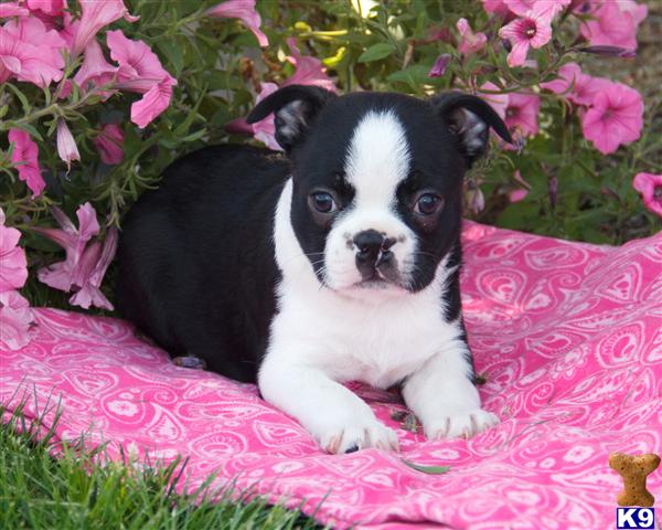 Boston Terrier puppy for sale