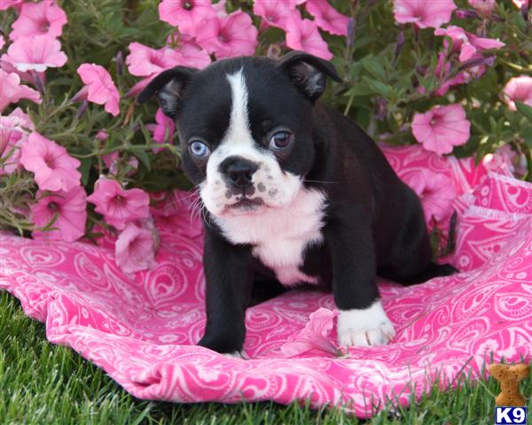 Boston Terrier puppy for sale