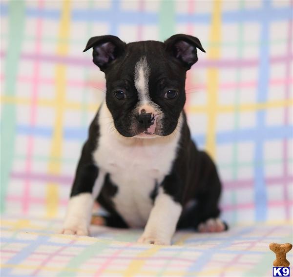 boston terrier puppy posted by CA-puppies
