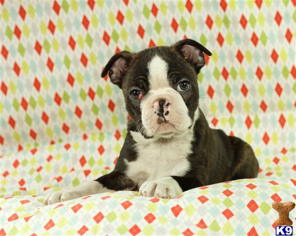 boston terrier puppy posted by CA-puppies