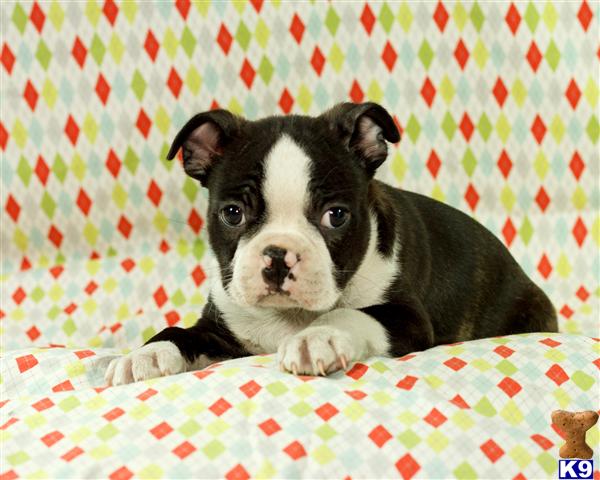 boston terrier puppy posted by CA-puppies