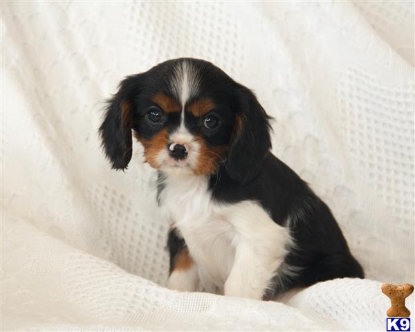 cavalier king charles spaniel puppy posted by CA-puppies