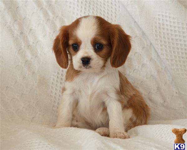 cavalier king charles spaniel puppy posted by CA-puppies