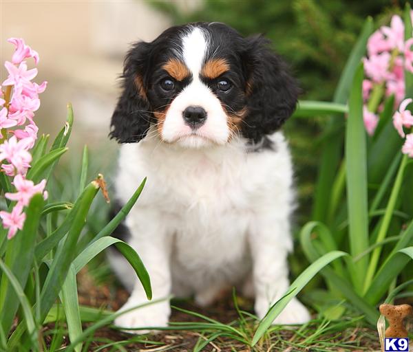 cavalier king charles spaniel puppy posted by CA-puppies