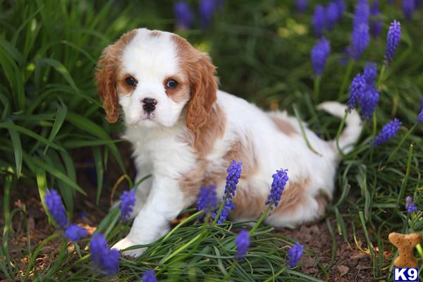 cavalier king charles spaniel puppy posted by CA-puppies