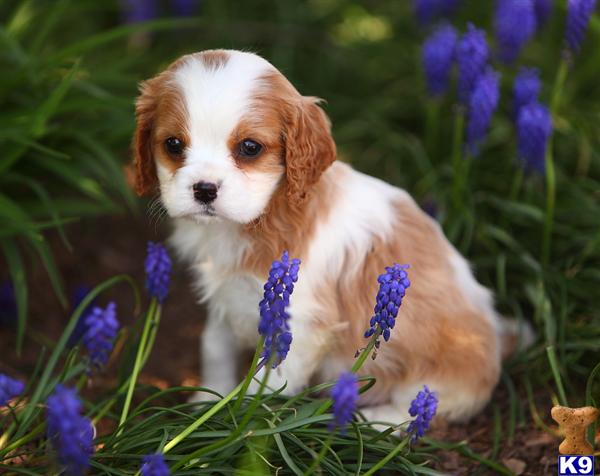 cavalier king charles spaniel puppy posted by CA-puppies