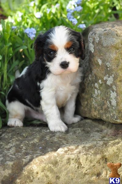 cavalier king charles spaniel puppy posted by CA-puppies