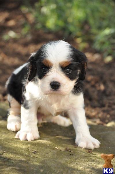 cavalier king charles spaniel puppy posted by CA-puppies