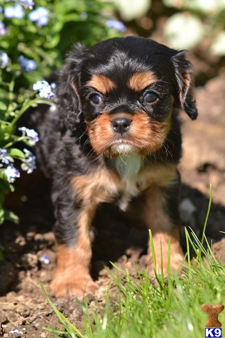 Cavalier King Charles Spaniel puppy for sale