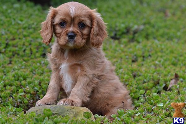 cavalier king charles spaniel puppy posted by CA-puppies