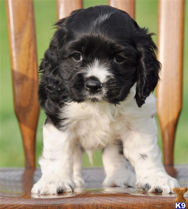 cocker spaniel puppies for sale ohio cocker spaniel puppy for sale dodger 600 from ohio 7 years cocker spaniel puppies for sale ohio cocker spaniel puppy for sale dodger 600 from ohio 7 years