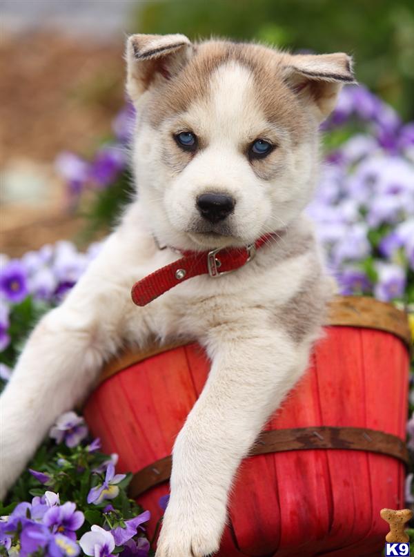 Siberian Husky puppy for sale
