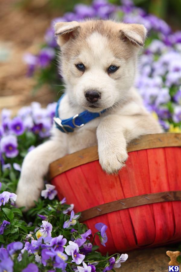 Siberian Husky puppy for sale