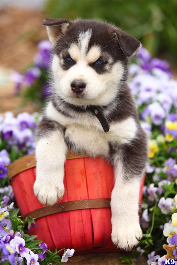 Siberian Husky puppy for sale