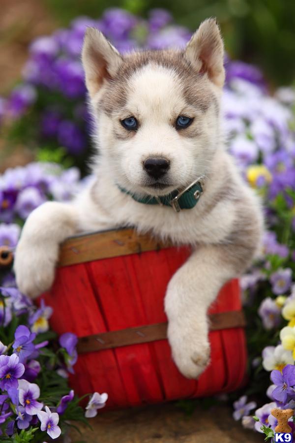 Siberian Husky puppy for sale