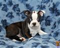 boston terrier puppy posted by CA-puppies