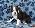 boston terrier puppy posted by CA-puppies