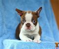 boston terrier puppy posted by CA-puppies