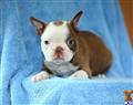 boston terrier puppy posted by CA-puppies