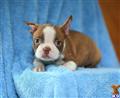 boston terrier puppy posted by CA-puppies