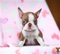 boston terrier puppy posted by CA-puppies