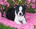 boston terrier puppy posted by CA-puppies