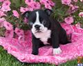 boston terrier puppy posted by CA-puppies