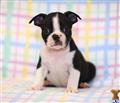 boston terrier puppy posted by CA-puppies