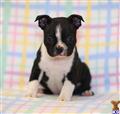 boston terrier puppy posted by CA-puppies