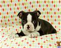 boston terrier puppy posted by CA-puppies
