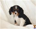 cavalier king charles spaniel puppy posted by CA-puppies