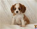 cavalier king charles spaniel puppy posted by CA-puppies