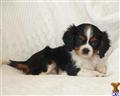 cavalier king charles spaniel puppy posted by CA-puppies