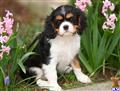 cavalier king charles spaniel puppy posted by CA-puppies
