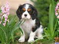 cavalier king charles spaniel puppy posted by CA-puppies