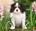 cavalier king charles spaniel puppy posted by CA-puppies