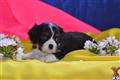 cavalier king charles spaniel puppy posted by CA-puppies