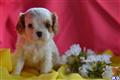 cavalier king charles spaniel puppy posted by CA-puppies